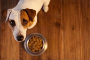 Allergie alimentari negli animali: come riconoscerle?