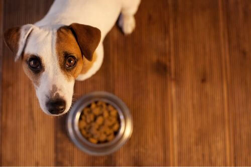 Allergie alimentari negli animali: come riconoscerle?