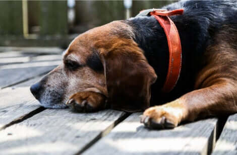 Malattie nei cani anziani: cane appoggiato sul pavimento.