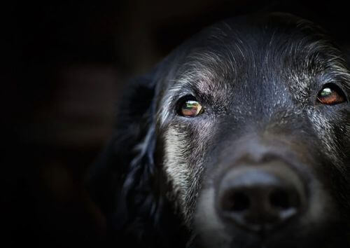 Demenza senile nei cani: cosa dice la scienza?