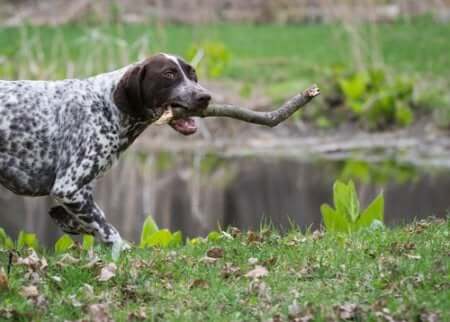 Lanciare un ramo al cane perché possa riportarlo.