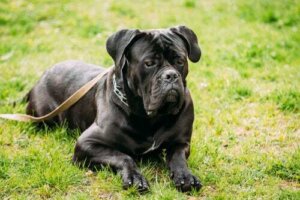 Cane corso: un ottimo cane da guardia e da compagnia