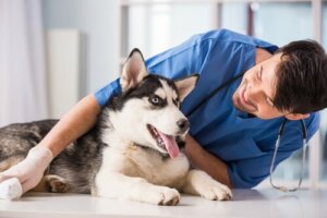 Perché i conti dei veterinari sono così alti?