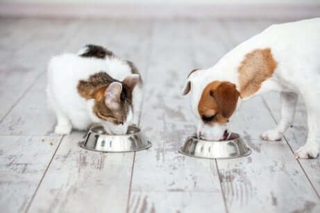 Cane e gatto mentre mangiano insieme.