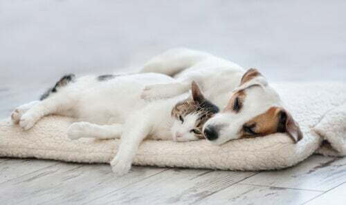 Cane e gatto che dormono.