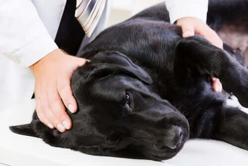 Epatite infettiva del cane: sintomi e cause