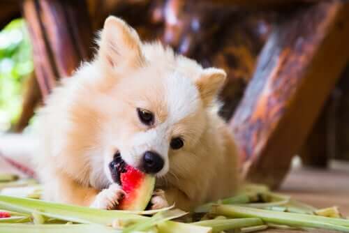 Cane che mangia un pezzo di anguria.