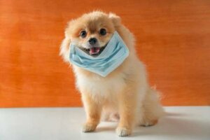L'uso della mascherina confonde i cani?