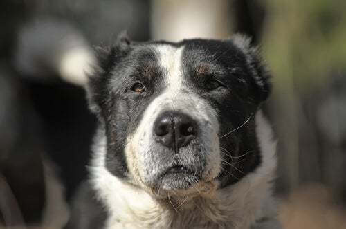 Primo piano del muso di un cane.