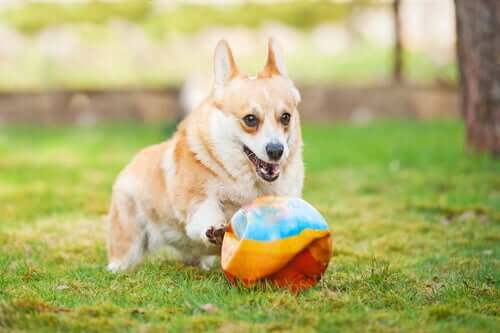 Cane che gioca con la palla.