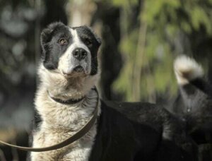 Come addestrare il cane da pastore dell'Asia centrale