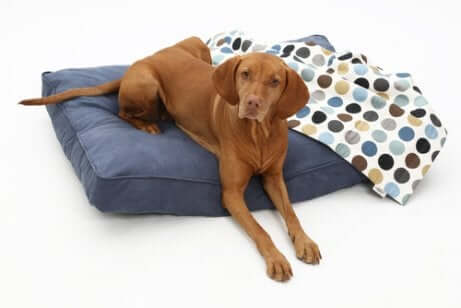 Cucce per cani: cane su una cuccia classica.