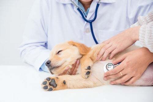 Cane con visita dal veterinario.