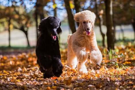 Due cani barboni corrono al parco.