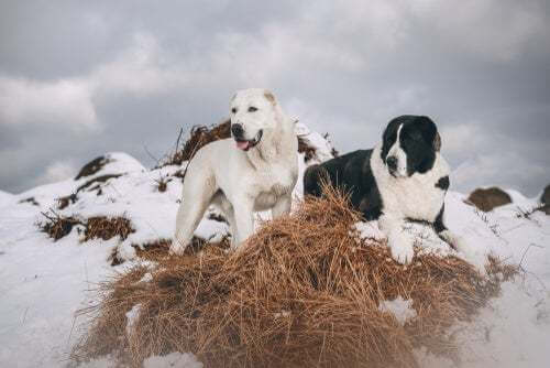 Cani sulla neve.