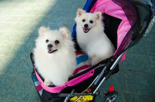 Cani dentro un passeggino.