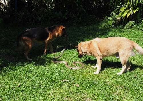 I cani giocano con un serpente.