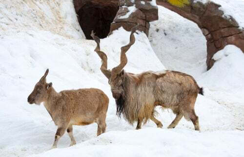 Capra falconeri sulla neve.