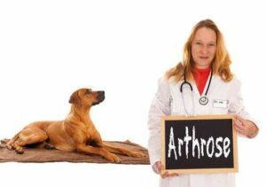 Consigli per riconoscere e alleviare l'artrosi canina