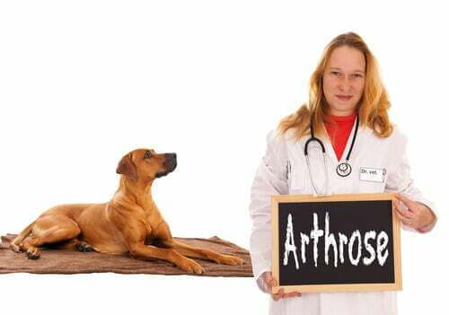 Consigli per riconoscere e alleviare l’artrosi canina