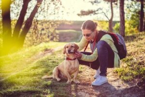 Ipotiroidismo nei cani: cause e trattamento