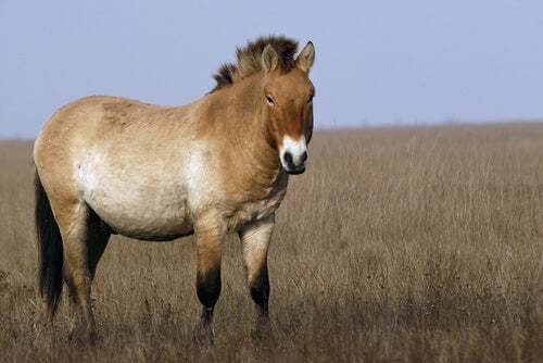 Pony della Mongolia in una prateria.