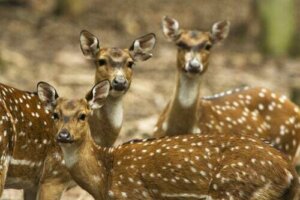 Caratteristiche e habitat del cervo pomellato