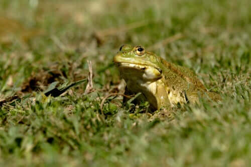 Rana in un prato.
