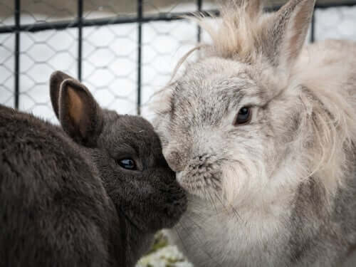 Conigli dentro la gabbia.