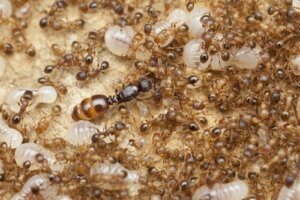 Il ruolo della formica regina nelle colonie