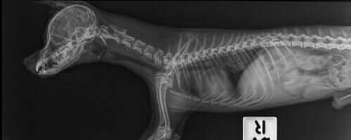 Radiografia della colonna vertebrale di un cane.