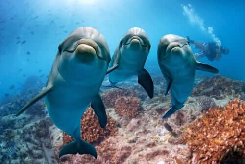 Delfino dal naso a bottiglia che nuota con la prole. 