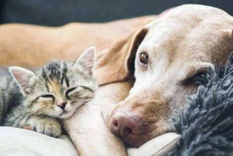 Animali anziani: convivenza tra cani e gatti.