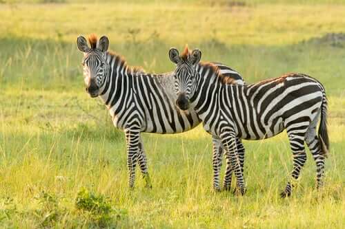 Zebra delle pianure: caratteristiche e habitat