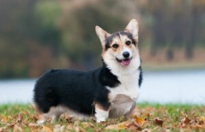 Come prendersi cura del Welsh Corgi (Pembroke)