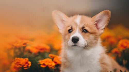 Corgi Pembroke.