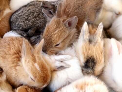 Cucciolata di conigli.