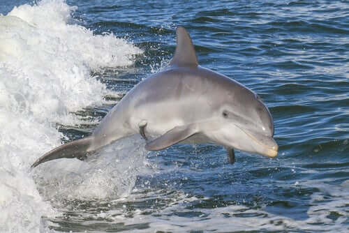 Il delfino tursiope: come si riproduce?