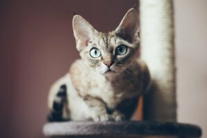 Come addestrare il gatto Devon rex e prendersene cura