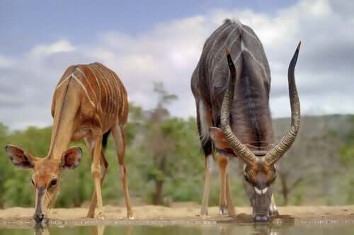 Due nyala che mangiano.