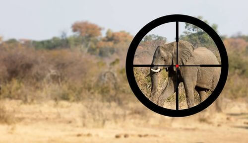 Elefante come bersaglio nel mirino dei bracconieri.