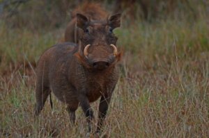 Facocero: caratteristiche e habitat del Pumbaa in carne e ossa