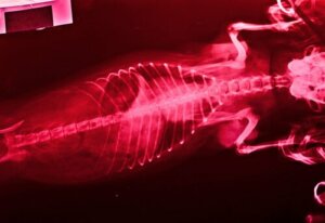 La colonna vertebrale dei cani e dei gatti