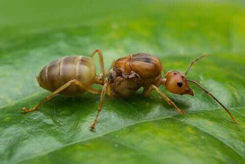 Formica su una foglia.