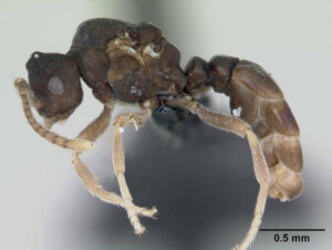 Le formiche Anergates atratulus e il loro incredibile comportamento