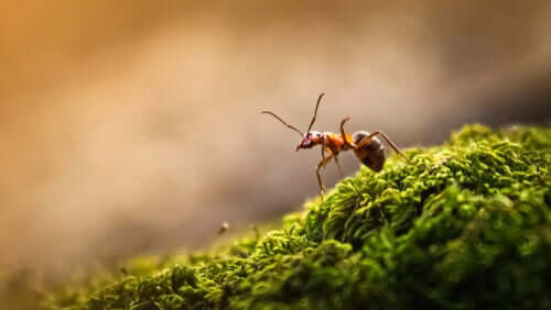 Formica su un tappeto.