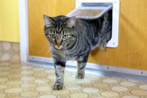 Consigli per scegliere la gattaiola per il vostro gatto