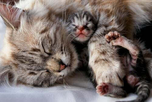 Gattino con la madre.