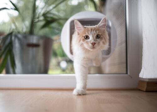 Gatto bianco che esce da una gattaiola.