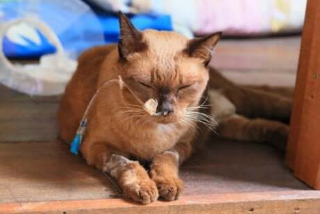 Cimurro nei gatti: felino sottoposto a trattamento.